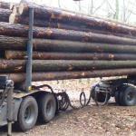 SPRUCE LOGS (Picea abies)