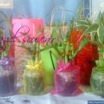 lucky bamboo plants-005