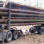 SPRUCE LOGS (Picea abies)-