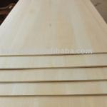 paulownia edge glued panel