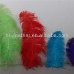 colored Ostrich feathers
